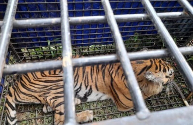 Harimau Berhasil Ditangkap Menggunakan Perangkap Baja Oleh Tim BKSDA Jambi Gabungan. FOTO : KJK