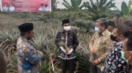 Bupati H. Anwar Sadat Saat Panen Nanas di Desa Muntialo, Kecamatan Betara, Kamis (16/12/21). FOTO : Bujang.