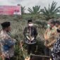 Bupati H. Anwar Sadat Saat Panen Nanas di Desa Muntialo, Kecamatan Betara, Kamis (16/12/21). FOTO : Bujang.