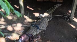 Buaya yang berhasil diamankan Warga Desa Jati Emas, Selasa (4/1/22) Malam. FOTO : Umam