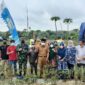 Kegiatan panen raya cabai merah di Desa Lubuk Terentang, Kecamatan Betara, Selasa (18/1/22). FOTO : Pendimtanjab