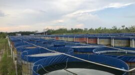 Penyidik Ditreskrimum Polda Jambi Memasang Garis Polisi Sejumlah Aset Milik PT DHD Farm Mitra Indotama di Kecamatan Sungai Gelam, Kabupaten Muaro Jambi. FOTO : Polda Jambi.