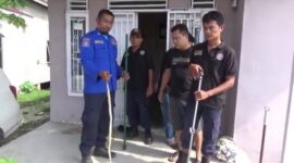 (Dipegang Petugas berseragam) Ular Jenis Kobra Sumatera yang diamankan Ikbal dan Petugas Damkar lainnya. FOTO : Tangkapan Layar