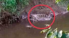 Kemunculan Buaya Liar Resahkan Warga Kemingking Dalam