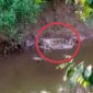Kemunculan Buaya Liar Resahkan Warga Kemingking Dalam