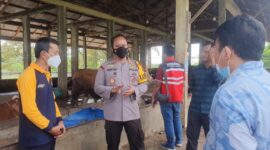 Kapolres Bungo AKBP Guntur Saputro bersama pihak Dinas Peternakan melakukan pengecekan peternakan antisipasi penyebaran PMK, Senin (16/5/22). FOTO : HMSRES Bungo