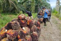 Pengepul Sawit di Kabupaten Tanjung Jabung Barat, Jambi saat mengumpulkan tandan buah segar Kelapa Sawit di Kebun Petani, Kamis (19/5/22). FOTO : Ist