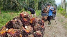 Pengepul Sawit di Kabupaten Tanjung Jabung Barat, Jambi saat mengumpulkan tandan buah segar Kelapa Sawit di Kebun Petani, Kamis (19/5/22). FOTO : Ist