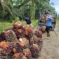 Pengepul Sawit di Kabupaten Tanjung Jabung Barat, Jambi saat mengumpulkan tandan buah segar Kelapa Sawit di Kebun Petani, Kamis (19/5/22). FOTO : Ist