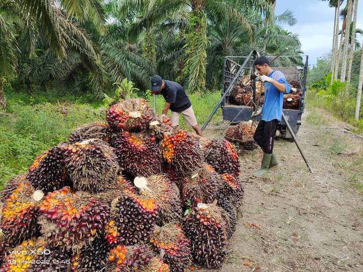 Pengepul Sawit di Kabupaten Tanjung Jabung Barat, Jambi saat mengumpulkan tandan buah segar Kelapa Sawit di Kebun Petani, Kamis (19/5/22). FOTO : Ist