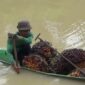 FOTO : Petani di Desa Pudak, Kecamatan Kumpeh Ulu, Kabupaten Muaro Jambi terpaksa mengangkut TBS kelapa sawit menggunakan perahu sampan sederhana, Rabu (25/5/22). FOTO : istimewa