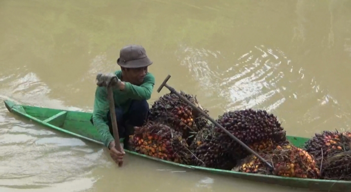 FOTO : Petani di Desa Pudak, Kecamatan Kumpeh Ulu, Kabupaten Muaro Jambi terpaksa mengangkut TBS kelapa sawit menggunakan perahu sampan sederhana, Rabu (25/5/22). FOTO : istimewa