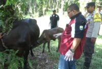 Kepala Disbunak Muaro Jambi, H. Amri saat melakukan pengecekan kesehatan sapi yang terjangkit PMK bersama Tim Unit Respon Cepat di Desa Bukit Subur, Kecamatan Bahar Selatan, Kabupaten Muaro Jambi, Selasa (31/05/22). FOTO : Ist
