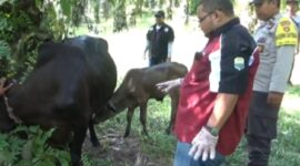 Kepala Disbunak Muaro Jambi, H. Amri saat melakukan pengecekan kesehatan sapi yang terjangkit PMK bersama Tim Unit Respon Cepat di Desa Bukit Subur, Kecamatan Bahar Selatan, Kabupaten Muaro Jambi, Selasa (31/05/22). FOTO : Ist