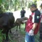 Kepala Disbunak Muaro Jambi, H. Amri saat melakukan pengecekan kesehatan sapi yang terjangkit PMK bersama Tim Unit Respon Cepat di Desa Bukit Subur, Kecamatan Bahar Selatan, Kabupaten Muaro Jambi, Selasa (31/05/22). FOTO : Ist