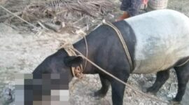 Seekor Tapir yang ditangkap Warga Parit 11, Desa Tungkal I, Kecamatan Tungkal Ilir, Kabupaten Tanjung Jabung Barat, Kamis (11/8/22). FOTO : e-tivinews.id
