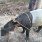 Seekor Tapir yang ditangkap Warga Parit 11, Desa Tungkal I, Kecamatan Tungkal Ilir, Kabupaten Tanjung Jabung Barat, Kamis (11/8/22). FOTO : e-tivinews.id