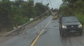 Tiang Milik PLN Tumbang ke Jalan Akibat Ditimpa Pohon Karet. FOTO : Ist.
