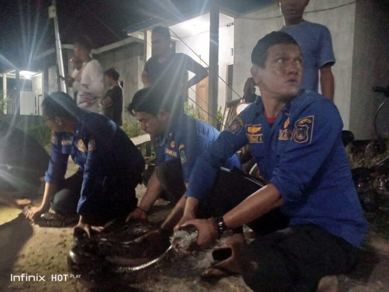 Petugas Damkar Tanjab Barat saat mengevakuasi Ular Sawah dari Permukiman Warga di BTN Permata Berlian, Jum'at (24/3/23). FOTO : Dok Damkar