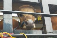 Hewan ternak Sapi dari Lampung yang akan dibawa menuju Batam melalui Pelabuhan penyeberangan Roro Kuala Tungkal. FOTO : Ade/Ist