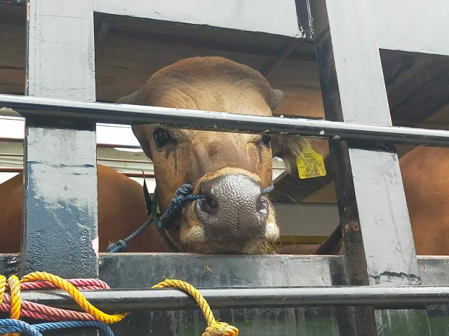 Hewan ternak Sapi dari Lampung yang akan dibawa menuju Batam melalui Pelabuhan penyeberangan Roro Kuala Tungkal. FOTO : Ade/Ist
