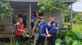 Dede dan kawan-kawan Petugas Damkar Tanjab Barat saat mengamankan Ular Sanca Batik, Sabtu (15/7/23). FOTO : Dok Damkar 