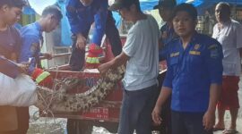 Petugas Damkar dan Penyelamatan Pos Pengabuan mengamankan Buaya, Rabu (20/9/23). FOTO : Dok Damkar 