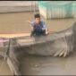 Warga Menunjukan Ikan Mati di Sungai Panaradan yang Diduga Sungai Tercemar oleh Aksi Penangkapan Ikan dengan Cara Diracun. [FOTO : BOY/LT]