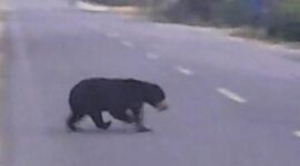Penampakan Beruang Madu Menyebrang Jalan Raya di Parit Tomo Betara. [FOTO : Tangkapan Layar]