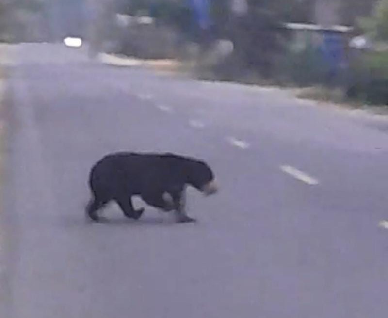 Penampakan Beruang Madu Menyebrang Jalan Raya di Parit Tomo Betara. [FOTO : Tangkapan Layar]