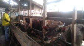 Faisal penjual Hewan Ternak Sapi di Kuala Tungkal Kabupaten Tanjung Jabung Barat dan Sapi yang akan dijual. FOTO : LT 