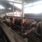 Faisal penjual Hewan Ternak Sapi di Kuala Tungkal Kabupaten Tanjung Jabung Barat dan Sapi yang akan dijual. FOTO : LT 