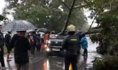 Perwira Polisi Meninggal Dunia Saat Mobilnya Tertimpa Pohon Besar di Jalan Jambi-Sabak