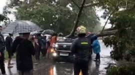 Mobil Tertimpa Pohon Besar saat Melintas di Jalan Jambi-Sabak, 1 Orang Perwira Polisi Meninggal Dunia. FOTO : PIKUR