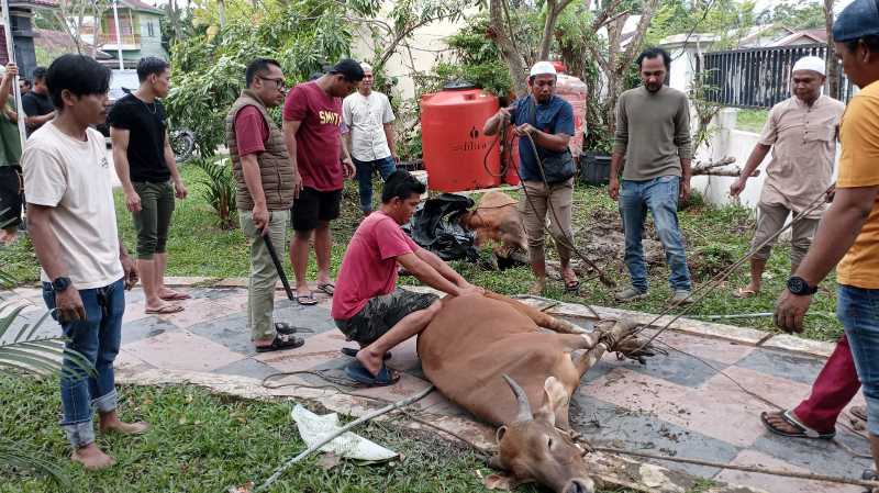 Syafrun, S. T dan staf selaku panitia Kurban saat melakukan penyembelihan Sapi Kurban, Selasa (17/6/24). FOTO : Ist