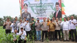 Kegiatan panen raya jagung serentak Tahap Satu di Kecamatan Tebing Tinggi (Humas)