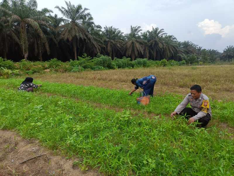 Bripka Dafrial Sambangi Petani (Humas)