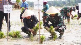 Ketua DPRD Tanjab Barat  Hamdani, S. E bersama Dandim 0419/Tanjab Letkol Arm Dwi Sutaryo, S. E., M. Han saat tanam padi (Pentjb)