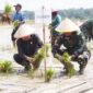 Dandim 0419/Tanjab Letkol Arm Dwi Sutaryo bersama Ketua DPRD Tanjab Barat Hamdani saat tanam padi (Pentjb)