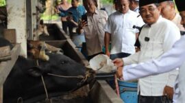 Bupati Anwar Sadat Kujungi Peternakan Sapi di Desa Purwodadi (Pro)