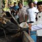 Bupati Anwar Sadat Kujungi Peternakan Sapi di Desa Purwodadi (Pro)