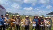 Kapolres Tanjab Barat AKBP Agung Basuki bersama Instansi dan OPD terkait saat Panen Raya Jagung (Humas)