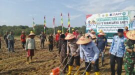 Kapolres Tanjab Barat AKBP Agung Basuki bersama Bupati Anwar Sadat Garap Lahan Penanaman Raya Jagung (Hms)