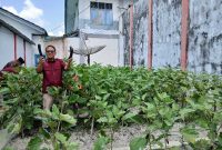 Kalapas Kelas IIB Kuala Tungkal Panen Terong Hasil Pemanfaatan Lahan Bagian Dari SAE (Ist)