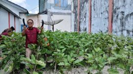 Kalapas Kelas IIB Kuala Tungkal Panen Terong Hasil Pemanfaatan Lahan Bagian Dari SAE (Ist)