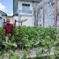 Kalapas Kelas IIB Kuala Tungkal Panen Terong Hasil Pemanfaatan Lahan Bagian Dari SAE (Ist)