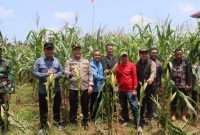Kegiatan Panen Raya Jagung (hms)