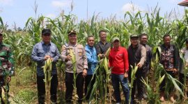 Kegiatan Panen Raya Jagung (hms)