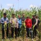 Kegiatan Panen Raya Jagung (hms)