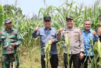 Wakil Bupati Tanjab Barat Katamso Panen Jagung Bersama Kapolres, Pjs Danramil 419-07/Merlung dan Kepala OPD (pro)